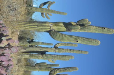 Çöl Saguaro kaktüsü peyzajı.