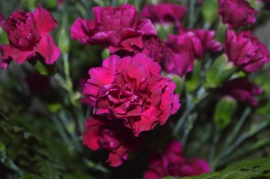 Pembe karanfiller çiçek veya buket olarak da bilinir.