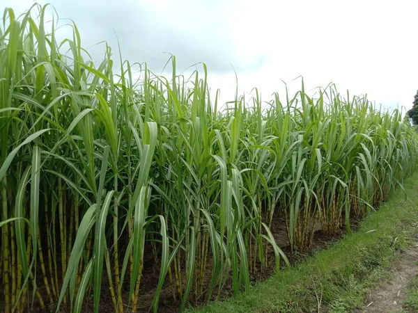 yellow colored tasty and healthy sugar cane on farm