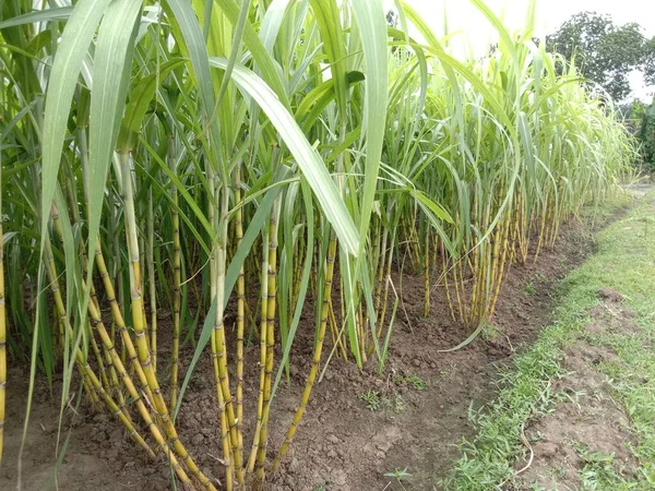 Желтого Цвета Вкусный Здоровый Сахарный Тростник Ферме — стоковое фото