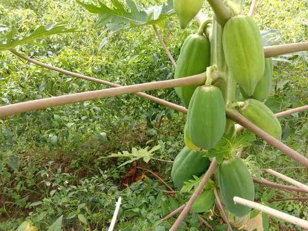 Caldo Papaya Verde Sano Fresco Árbol — Foto de Stock