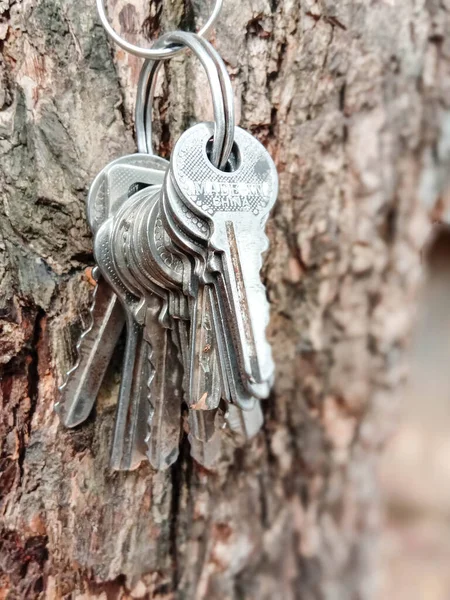 Ключ Кольцом Деревом Дома — стоковое фото