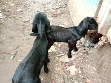 Siyah Keçi Kapanışı Ev 'de