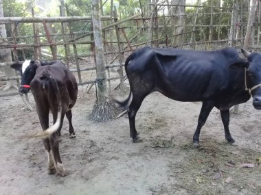 Siyah renkli inek çiftlikte yakın plan