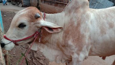 Beyaz Renkli Çiftlik Kapanışı