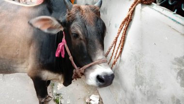 Siyah renkli inek çiftlikte yakın plan