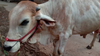 Beyaz Renkli Çiftlik Kapanışı
