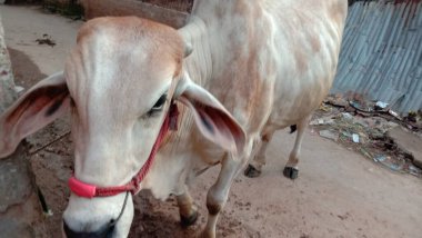 Beyaz Renkli Çiftlik Kapanışı