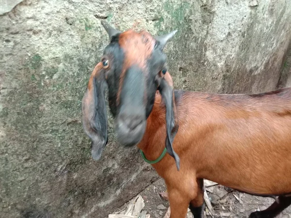 Çiftlikteki Kahverengi Keçi Kapanışı — Stok fotoğraf