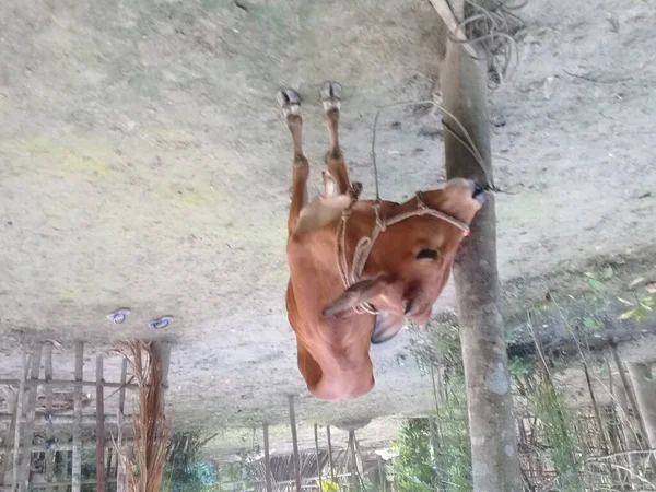 Braunfarbige Kuh Nahaufnahme Auf Bauernhof Für Landwirtschaftliche Zwecke — Stockfoto