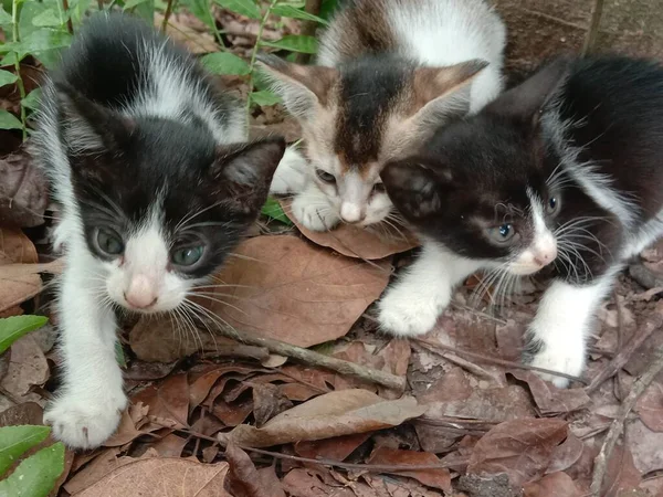 Schwarz Weiße Süße Katze Auf Wald — Stockfoto