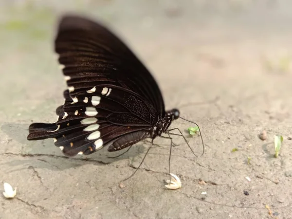 Weiß Und Schwarz Gefärbte Schmetterling Nahaufnahme Auf Der Erde — Stockfoto