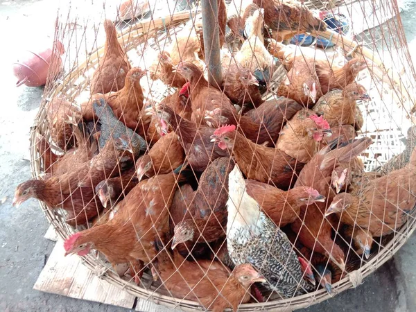 Kahverengi Beyaz Tavuk Stokları Satışta — Stok fotoğraf