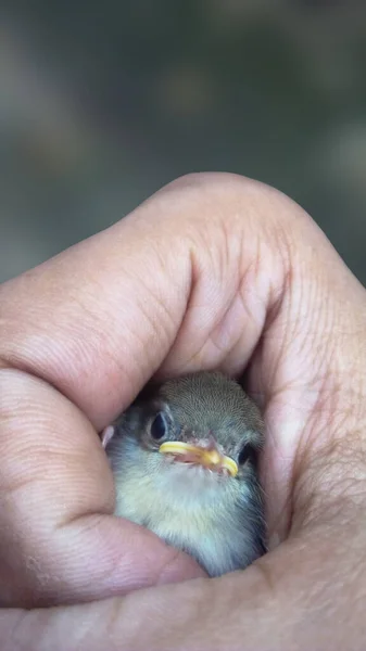 Sevimli Küçük Bir Kuş — Stok fotoğraf