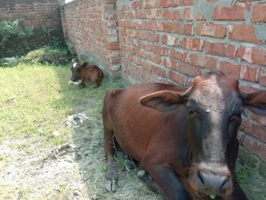 Kahverengi inek çiftlikte yakın plan