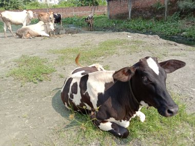 Siyah renkli inek çiftlikte yakın plan