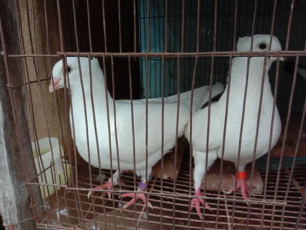 Güvercin Çiftçilik Satış Için Kutusuna Yakın Çekim — Stok fotoğraf