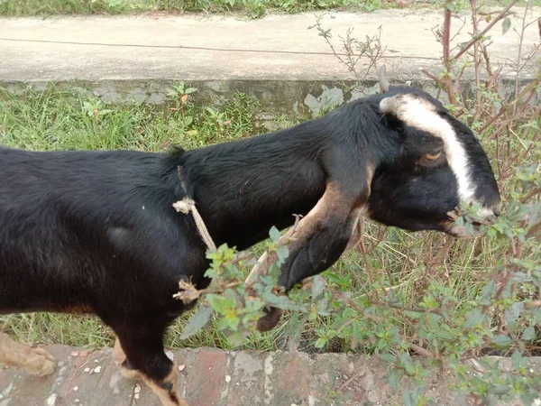 Goat Eating Grass Field — Stock Photo, Image