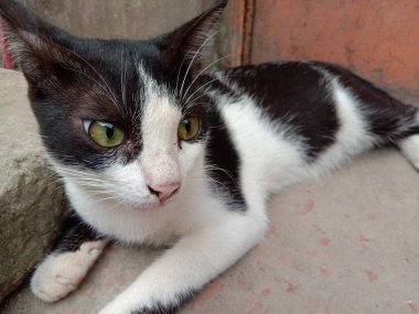 Siyah-beyaz renkli şirin kedi eve yakın.