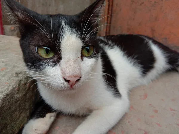 Hitam Dan Putih Kucing Lucu Closeup Rumah — Stok Foto