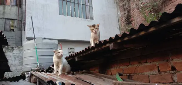 拖着可爱的猫在屋顶上打斗 — 图库照片