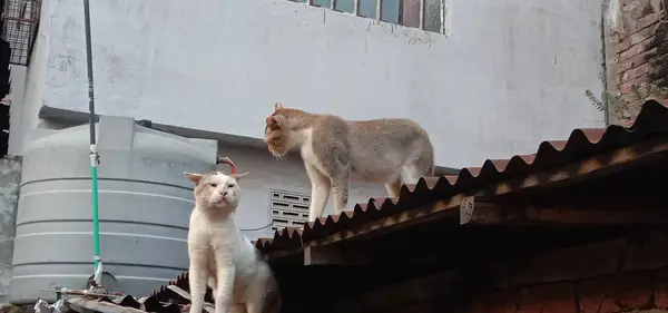 Vontatás Aranyos Macska Harci Módban Tetőn — Stock Fotó