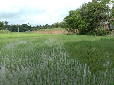 Güzel Yeşil Doğa Manzaralı Mavi Gökyüzü