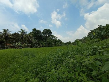 Güzel Yeşil Doğa Manzaralı Mavi Gökyüzü