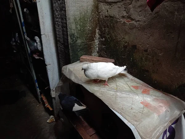 Weiße Farbige Taube Nahaufnahme Auf Bauernhof Haus — Stockfoto