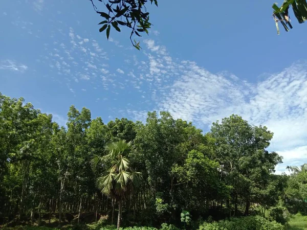 Błękitne Niebo Pięknym Widokiem Zieloną Przyrodę — Zdjęcie stockowe