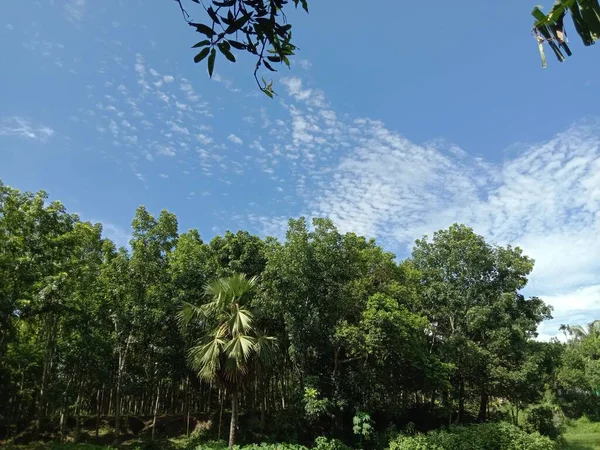 Cielo Blu Con Bella Vista Verde Sulla Natura — Foto Stock