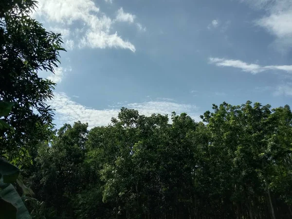 Blauer Himmel Mit Schönem Blick Auf Die Grüne Natur — Stockfoto