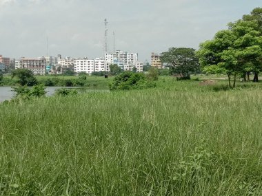 Bahçedeki ağaç, yeşil doğalı.