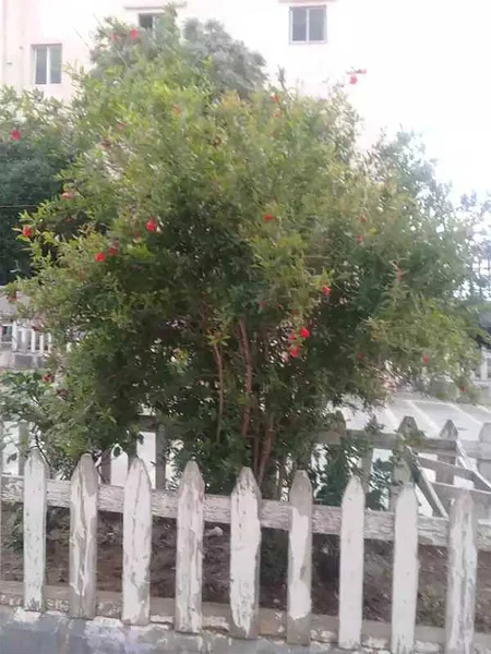 Arbre Plante Sur Jardin Avec Nature Verte — Photo