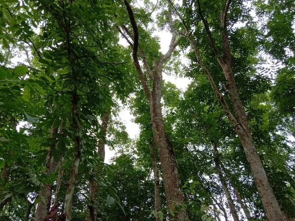 Pohon Tanaman Kebun Dengan Sifat Hijau — Stok Foto