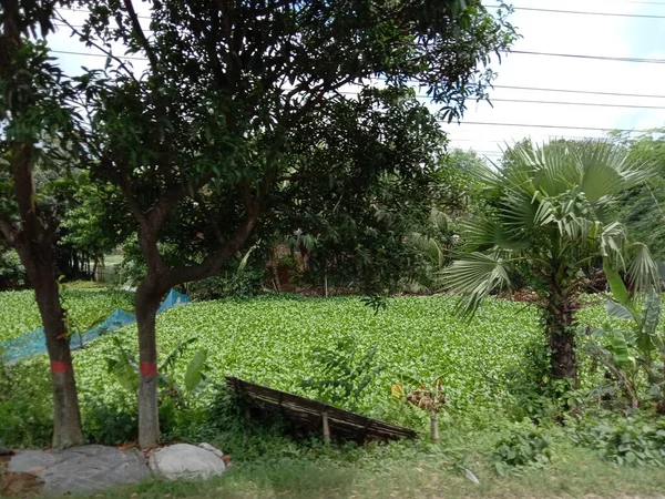 Boom Plant Tuin Met Groene Natuur — Stockfoto