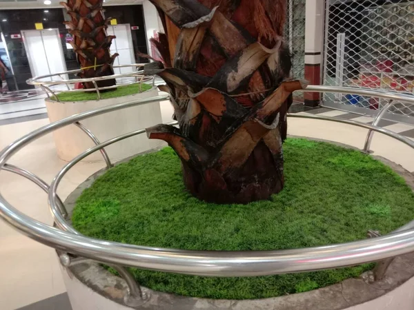 Planta Árbol Jardín Para Una Buena Vista — Foto de Stock