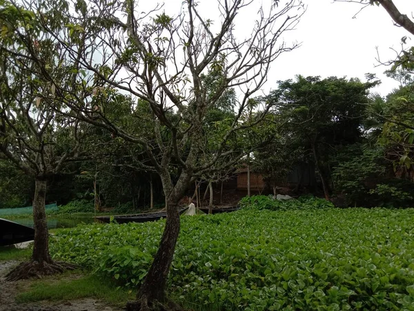 Planta Árvore Jardim Com Natureza Verde — Fotografia de Stock