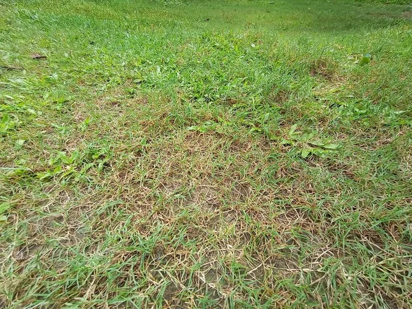 Warna Hijau Pemandangan Rumput Lapangan Untuk Sapi — Stok Foto