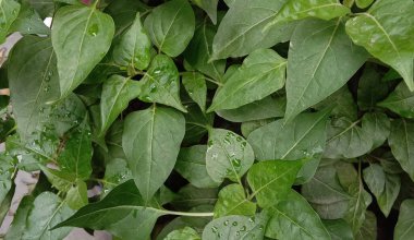 İzleyiciler için Çiftlikte Yeşil Yaprak Kapanışı