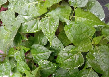 İzleyiciler için Çiftlikte Yeşil Yaprak Kapanışı