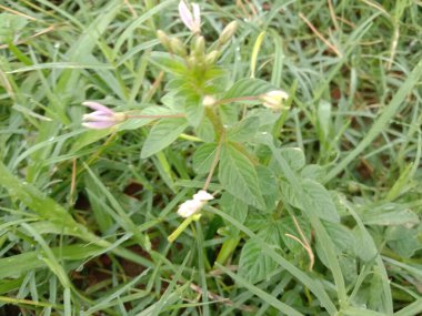 Yeşil Çimenler Hayvan İçin Saha Kapanışı