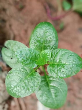 İzleyiciler için Çiftlikte Yeşil Yaprak Kapanışı