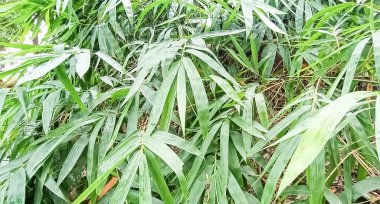 Yeşil Çimenler Hayvan İçin Saha Kapanışı