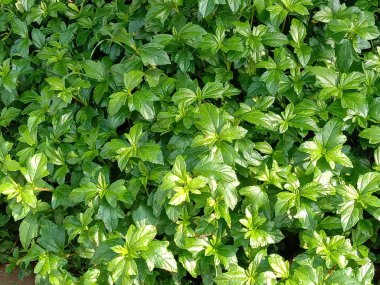 İzleyiciler için Çiftlikte Yeşil Yaprak Kapanışı