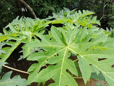 İzleyiciler için Çiftlikte Yeşil Yaprak Kapanışı