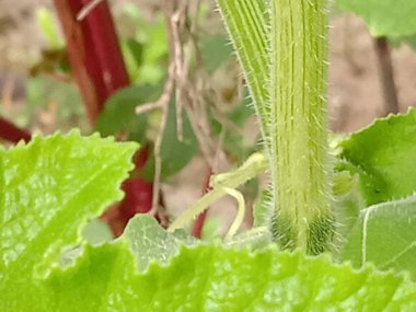 İzleyiciler için Çiftlikte Yeşil Yaprak Kapanışı