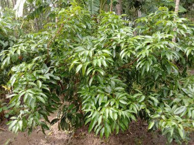 İzleyiciler için Çiftlikte Yeşil Yaprak Kapanışı