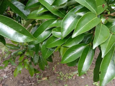 İzleyiciler için Çiftlikte Yeşil Yaprak Kapanışı