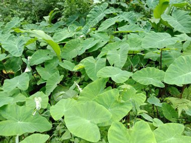 İzleyiciler için Çiftlikte Yeşil Yaprak Kapanışı